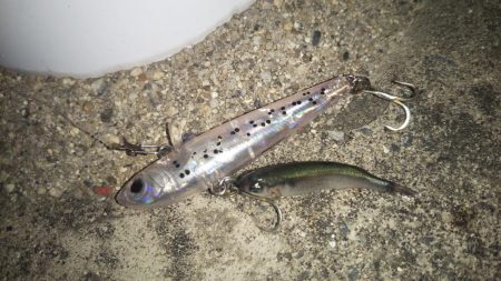 ぶらシーバス！！