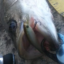 ぶらシーバス!!