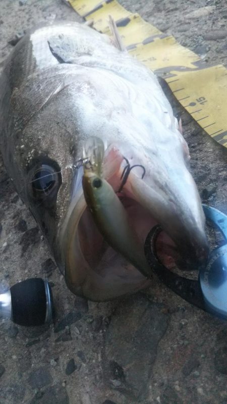 ぶらシーバス!!