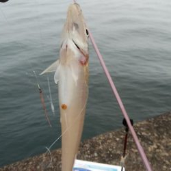 東二見西水路釣行