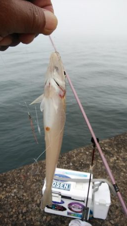 東二見西水路釣行