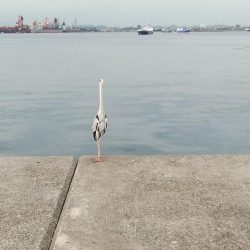 キスの活性が上がり始めました