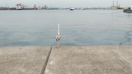 キスの活性が上がり始めました