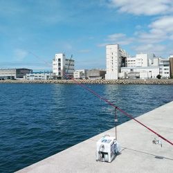 白灯台波止のキス調査