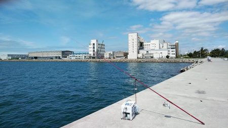 白灯台波止のキス調査