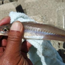 近場のキス調査