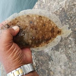 播磨新島のキス調査