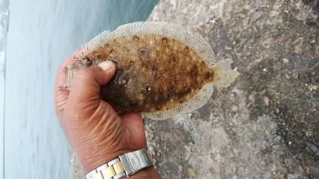 播磨新島のキス調査