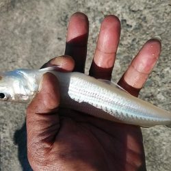 東二見西水路のキス調査