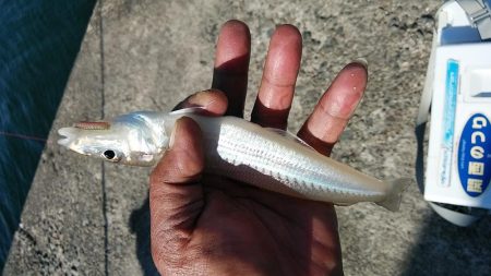 東二見西水路のキス調査