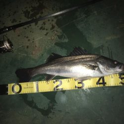 @バチシーバスとまさかの年無しチヌ