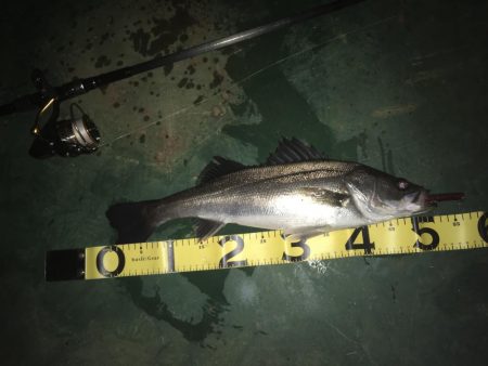 @バチシーバスとまさかの年無しチヌ