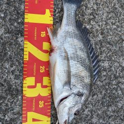 何でチヌばっかり。。。