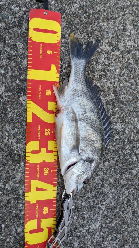 何でチヌばっかり。。。