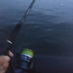 サバでガシラ釣り