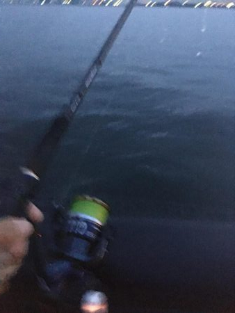 サバでガシラ釣り