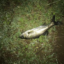 バチ抜けシーバスボイル撃ち