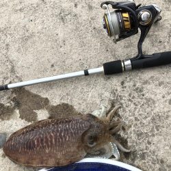 コウイカエギング