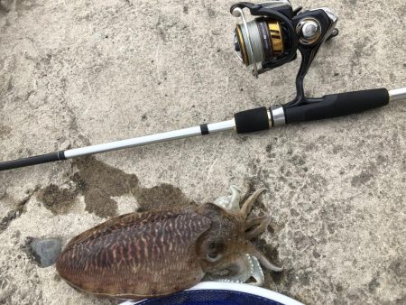 コウイカエギング