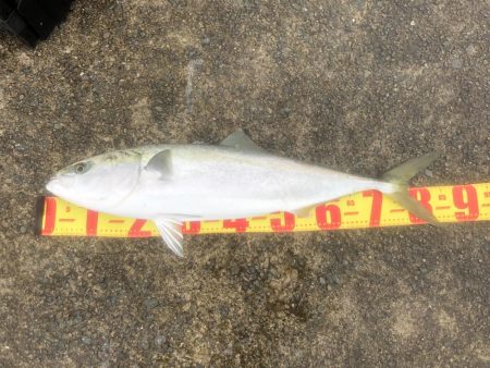 誰もいない波止場で根性決めた