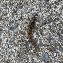 アオリイカと合間にアジング