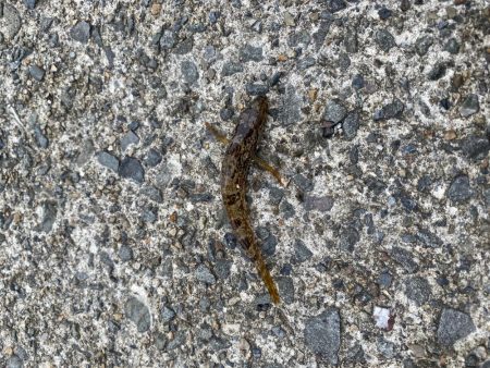 アオリイカと合間にアジング