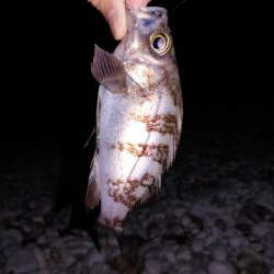 フロートメバリング