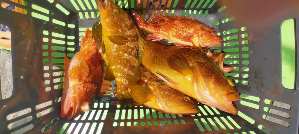 ネチネチネギング