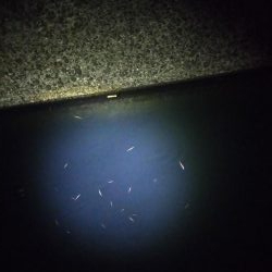 ポッパーでシーバス