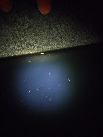 ポッパーでシーバス