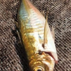 シロイカシーズン突入