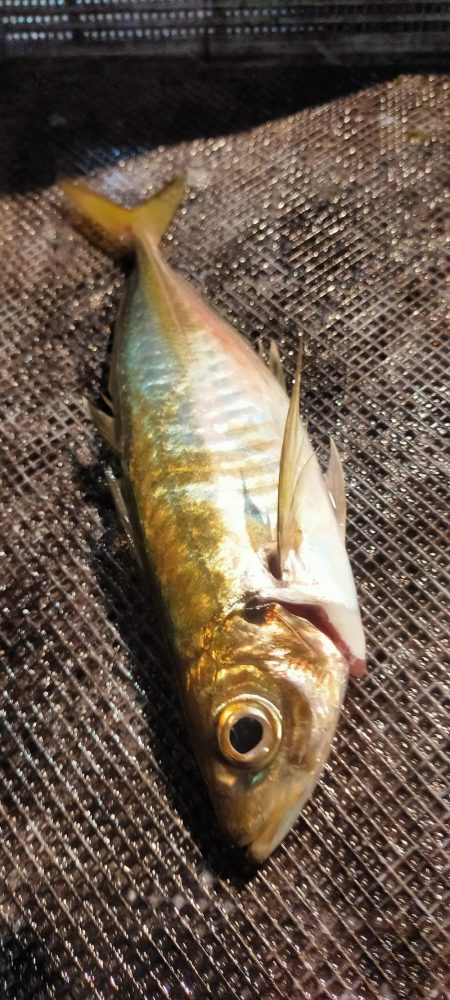 シロイカシーズン突入