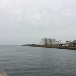 久しぶりの中アジ