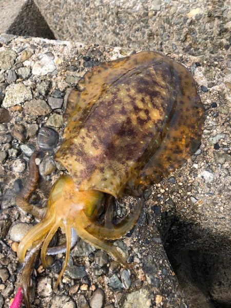 まさに時合！３投３釣