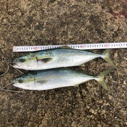 2021 佐渡ヶ島 ショアジギング