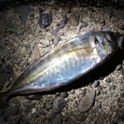 メバルあじ好調