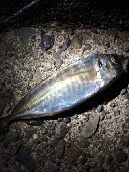 メバルあじ好調