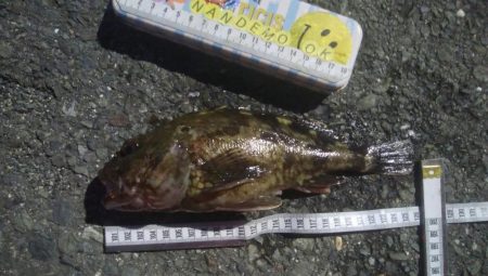 釣りデビュー　143日目