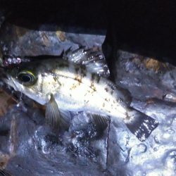 数だけは爆釣でした