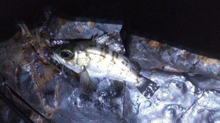 数だけは爆釣でした