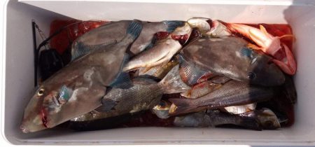 康仁丸・ジギング・鯛ラバ・釣り果