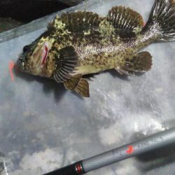 出ました25cmメバル