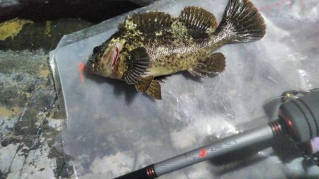 出ました25cmメバル