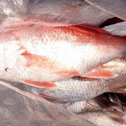 康仁丸・中深海・釣り果