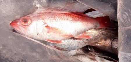 康仁丸・中深海・釣り果