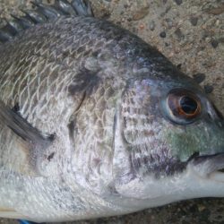 釣りデビュー　148日目