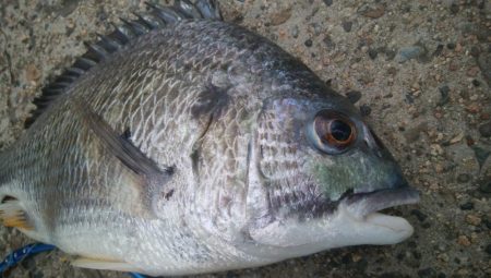 釣りデビュー　148日目