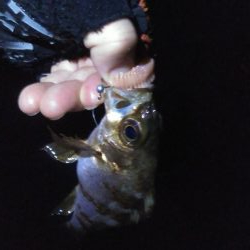 メバル入れ食い