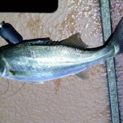 バチ抜けシーバス