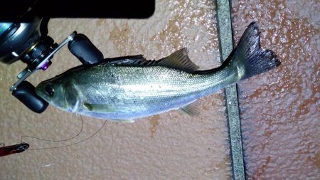 バチ抜けシーバス